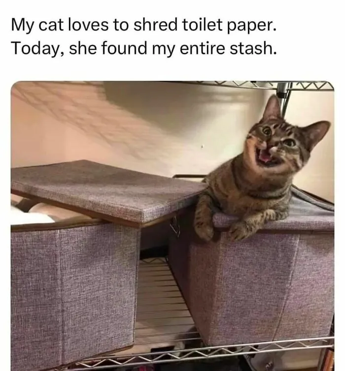50 Ridiculously Cute Cat Memes That Can Brighten Your Day