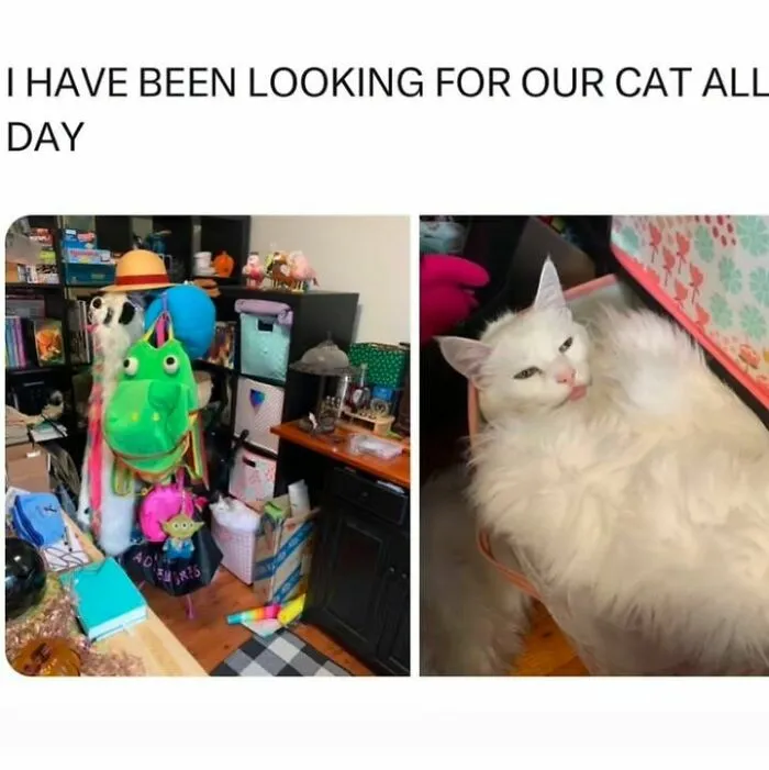 50 Ridiculously Cute Cat Memes That Can Brighten Your Day