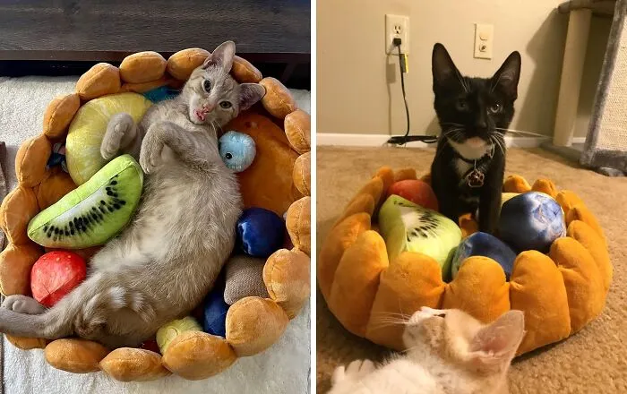 If Your Furry Friend Deserves A Taste Of The Good Life, This   <a Style="Display:inline;" Href="Https://Www.amazon.com/Dp/B07xcnqrw3?ascsubtag=6431088%2c16%2c27%2cd%2c0%2c0%2cbf-G-Un%2c900%3a2%3b974%3a2%3b1125%3a2%3b1338%3a2%2c0%2c0%2c0%2c0&btn_ref=srctok-A090f4ebcab1b59b&th=1&linkcode=ll1&tag=bpgecko-20&linkid=29824bd7d7df39701aef169eec1f5e95&language=en_us&ref_=as_li_ss_tl" Target="_blank"><span Style="Font: Inherit; Color: #d74b1f;"> Fruit Tart Pet Cushion Bed</Span> Will Have Them Living The Sweet Dream
