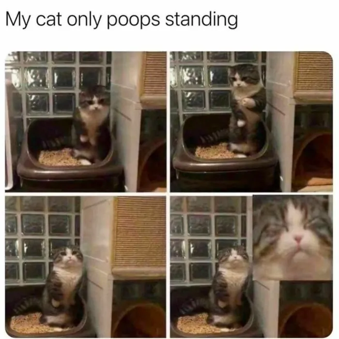 50 Ridiculously Cute Cat Memes That Can Brighten Your Day