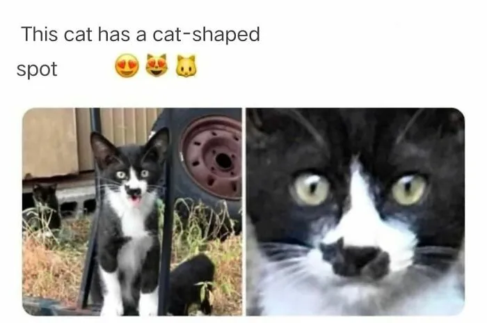 50 Ridiculously Cute Cat Memes That Can Brighten Your Day