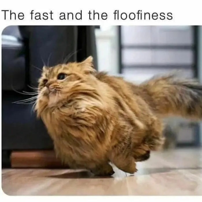 50 Ridiculously Cute Cat Memes That Can Brighten Your Day