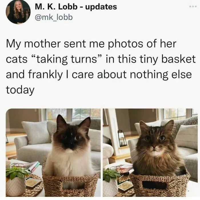 50 Ridiculously Cute Cat Memes That Can Brighten Your Day
