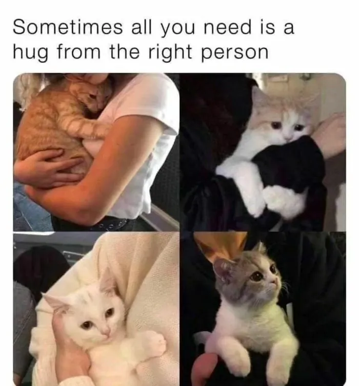 50 Ridiculously Cute Cat Memes That Can Brighten Your Day
