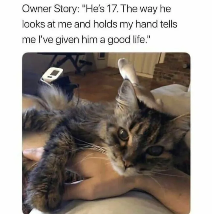 50 Ridiculously Cute Cat Memes That Can Brighten Your Day
