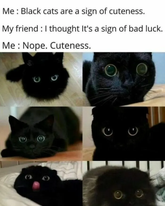 50 Ridiculously Cute Cat Memes That Can Brighten Your Day