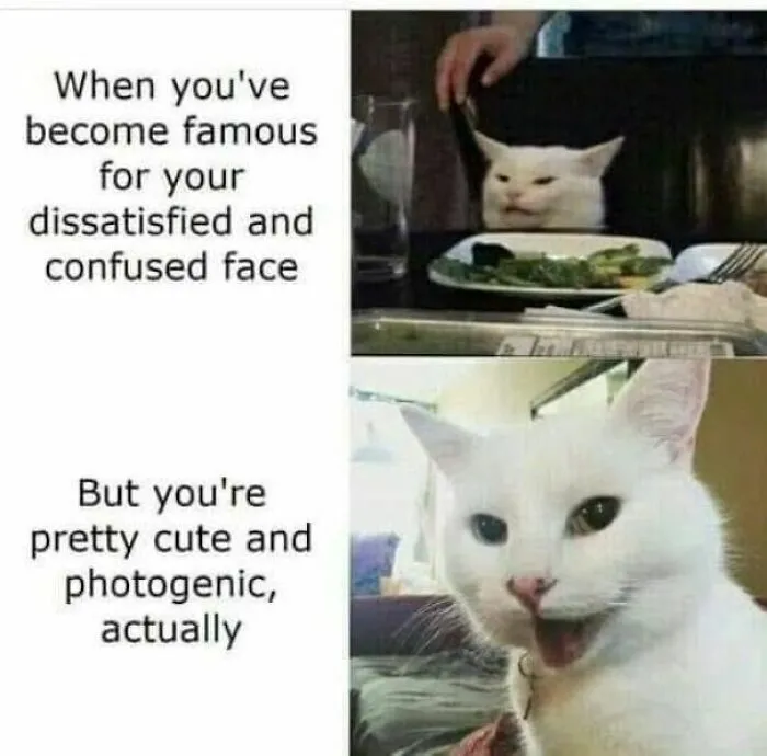 50 Ridiculously Cute Cat Memes That Can Brighten Your Day