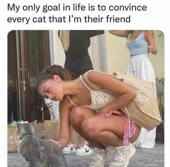 50 Ridiculously Cute Cat Memes That Can Brighten Your Day