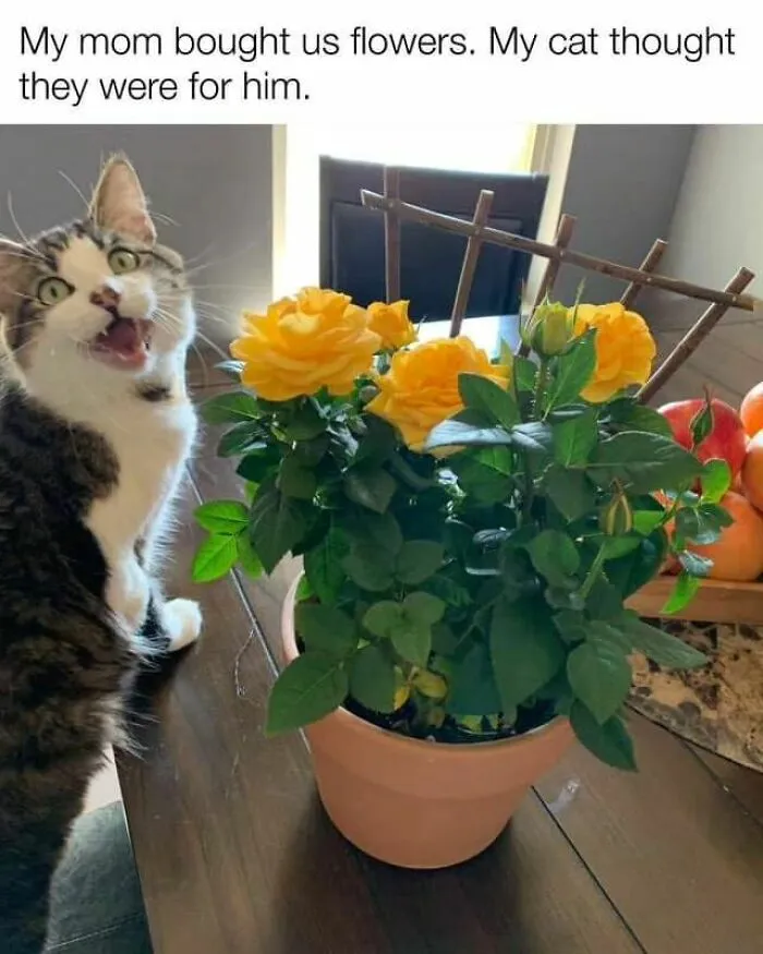 50 Ridiculously Cute Cat Memes That Can Brighten Your Day
