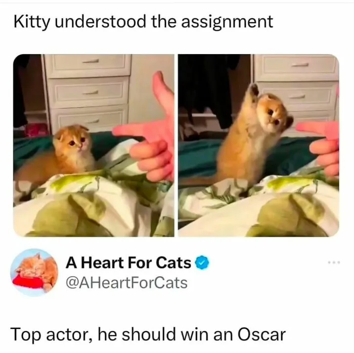 50 Ridiculously Cute Cat Memes That Can Brighten Your Day