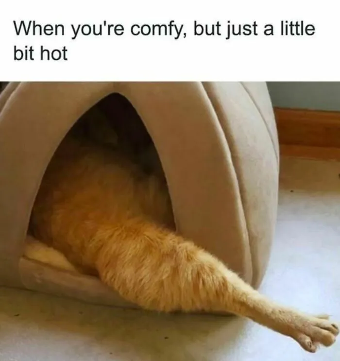 50 Ridiculously Cute Cat Memes That Can Brighten Your Day