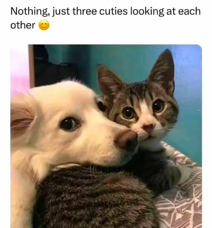 50 Ridiculously Cute Cat Memes That Can Brighten Your Day