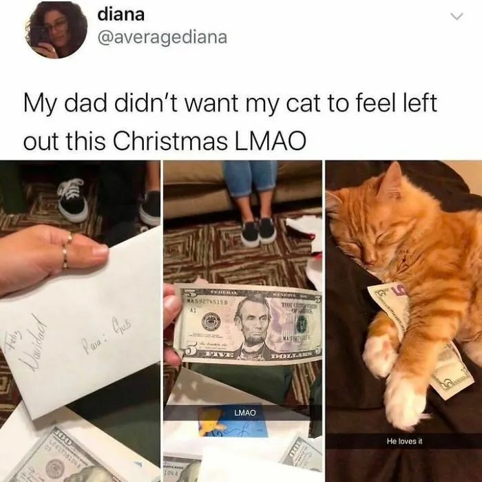 50 Ridiculously Cute Cat Memes That Can Brighten Your Day