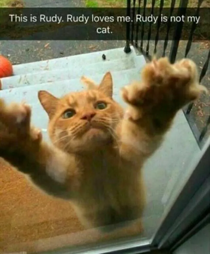 50 Ridiculously Cute Cat Memes That Can Brighten Your Day