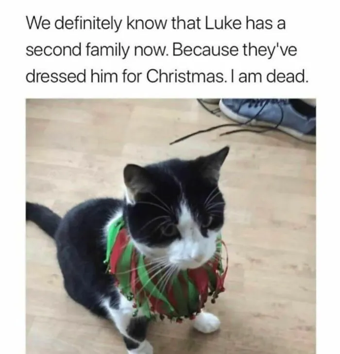 50 Ridiculously Cute Cat Memes That Can Brighten Your Day