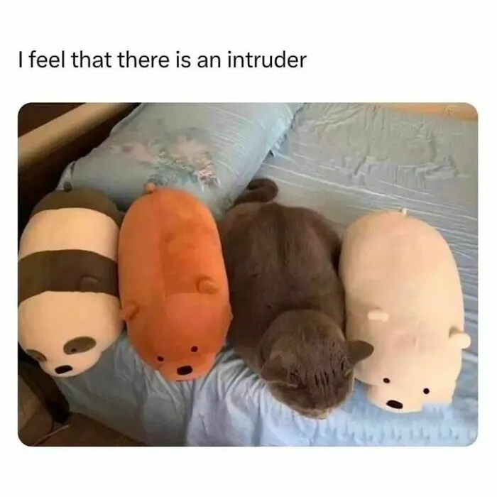 50 Ridiculously Cute Cat Memes That Can Brighten Your Day
