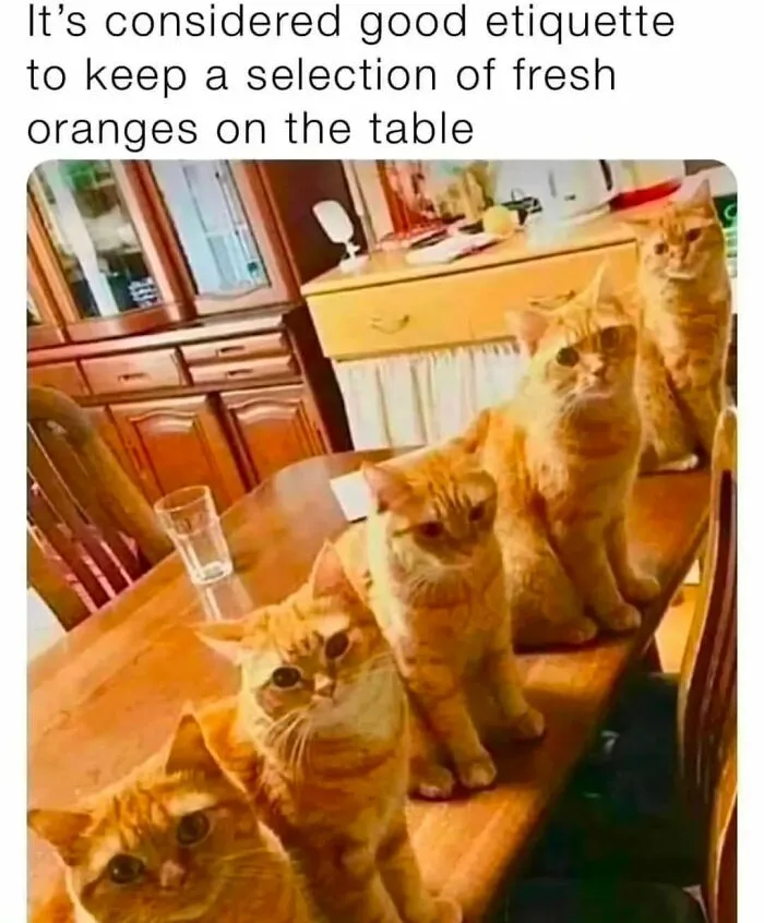50 Ridiculously Cute Cat Memes That Can Brighten Your Day