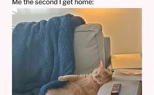 50 Ridiculously Cute Cat Memes That Can Brighten Your Day
