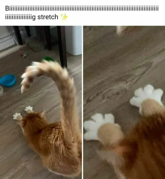 50 Ridiculously Cute Cat Memes That Can Brighten Your Day