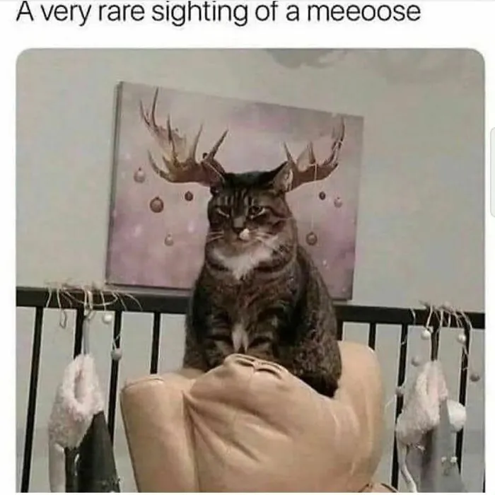 50 Ridiculously Cute Cat Memes That Can Brighten Your Day