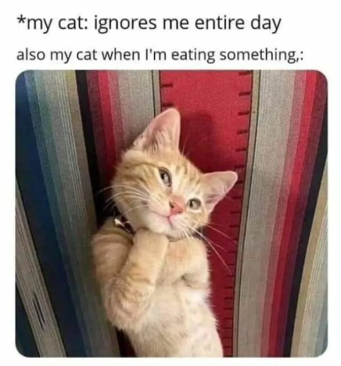 50 Ridiculously Cute Cat Memes That Can Brighten Your Day