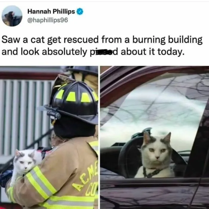 50 Ridiculously Cute Cat Memes That Can Brighten Your Day