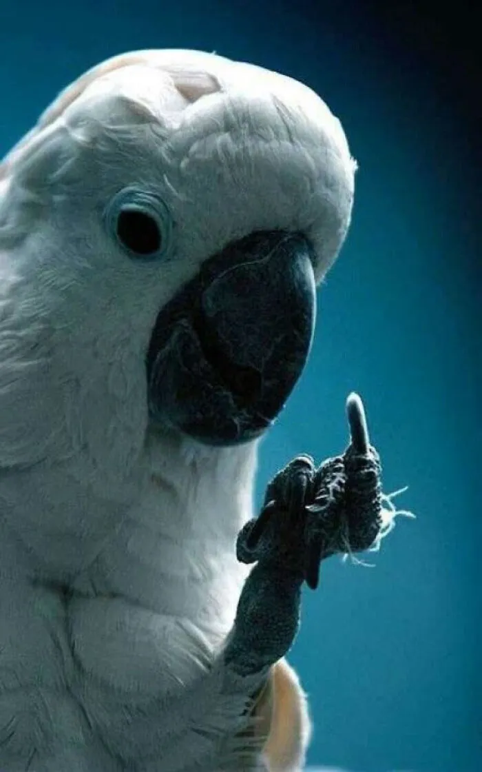She's Doing The Middle Finger