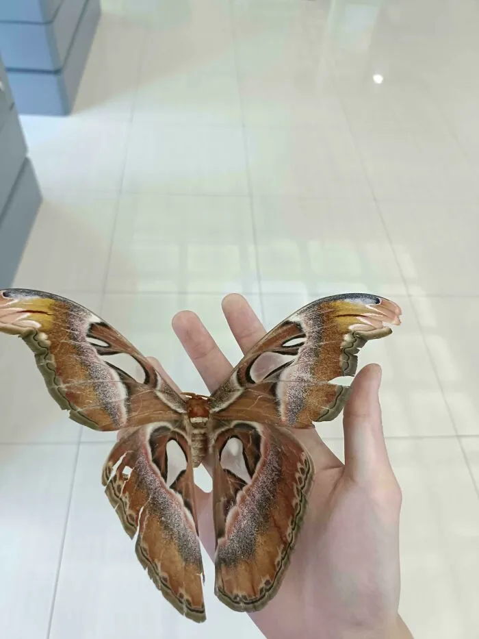 He encontrado una mariposa atlas hoy en clase
