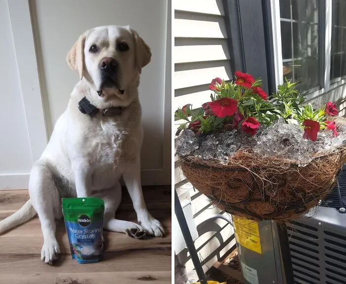 Turn Your Black Thumb Green With These Plant-Saving <a Style="Display:inline;" Href="Https://Www.amazon.com/Dp/B0042yyvyg?ascsubtag=7625187%2c7%2c63%2cd%2c0%2c0%2c0%2c900%3a2%3b974%3a3%3b1125%3a1%3b1338%3a1%3b1352%3a2%2c43653439%2c0%2c0%2c0&btn_ref=srctok-880510145cb30839&th=1&linkcode=ll1&tag=bpemu-20&linkid=dde833a9b5ed2741c6d3b36eb5c8b2d6&language=en_us&ref_=as_li_ss_tl" Target="_blank"><span Style="Font: Inherit; Color: #d74b1f;"> Miracle-Gro Water Storing Crystals </Span>