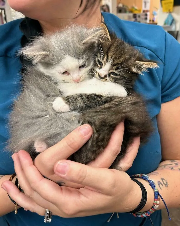 It Would Be A Sin Not To Adopt Them Both