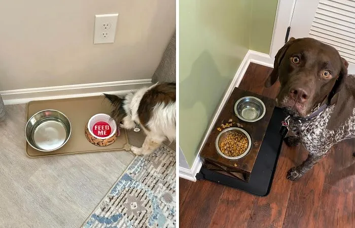 Keep Your Floors Pristine And Your Furry Friend's Dining Area Contained With This Splash-Proof   <a Style="Display:inline;" Href="Https://Www.amazon.com/Hoki-Found-Silicone-Food-Mats/Dp/B06wd4jsp3?crid=1ljclhdhsvomf&dib=eyj2ijoimsj9.betjul0skedslpwq9gdjxif-Rbv9gcfgb0h09ncrhxnrkvqwq1g2piwdnk-Pp3kbuyfi3ut_ujsskqk9avs81nzt8xalslruxig0uce7d597d7yticaahumau4xi6evxilg6e4erfrjx0xtyuwv18gzccotl23ek63pcfoqufbnglqbzh-Berblianirns0d_qbhphptucw0ksaw8gc-Ck2w5pqv7ghchiwib5mcca1on7exo3hefarm28ycwffn8uzgprcnmd1loj4xfhga7fnmwbqalvrggqrcdqccxoy.hombv-Wpf_c-Rdh75b5vtfwd__2qzczak4jtpsedjwy&dib_tag=se&keywords=best%2bsellers&qid=1728378272&sprefix=best%2bsellers%2b%2caps%2c244&sr=8-59-Spons&sp_csd=d2lkz2v0tmftzt1zcf9tdgy&th=1&linkcode=ll1&tag=bpcoyote-20&linkid=6f9e518f8ff6073a037b4aef79f66757&language=en_us&ref_=as_li_ss_tl" Target="_blank"><span Style="Font: Inherit; Color: #d74b1f;"> Waterproof Pet Feeding Mat </Span> - Because Fluffy's Table Manners Leave Much To Be Desired