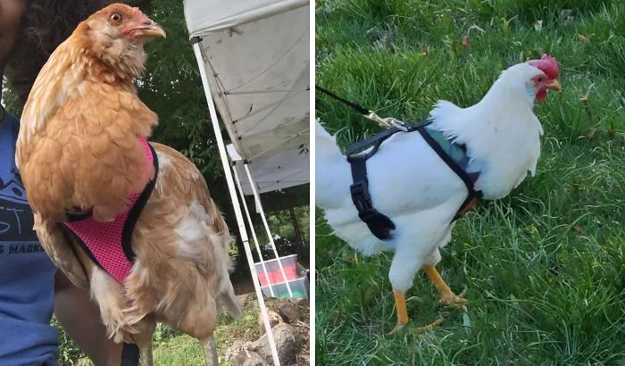 Give Your Hen A Taste Of City Life With This Utterly Unnecessary   <a Style="Display:inline;" Href="Https://Www.amazon.com/Dp/B07d1jq664?ascsubtag=default&th=1&linkcode=ll1&tag=bpbutterfly-20&linkid=69389d46eb64bd4c94222642beece2ef&language=en_us&ref_=as_li_ss_tl" Target="_blank"><span Style="Font: Inherit; Color: #d74b1f;"> Chicken Harness </Span>