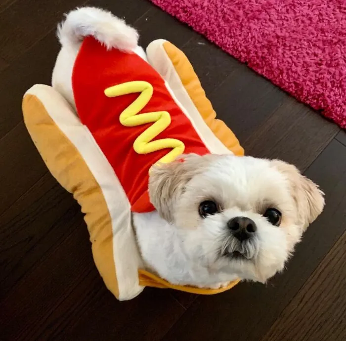 Turn Your Pup Into A Delicious "Ball-Park Frank" With This Hilarious   <a Style="Display:inline;" Href="Https://Www.amazon.com/Dp/B00cjq4jbo?ascsubtag=%5bartid%7c2164.g.33383101%5bsrc%7c%5bch%7c%5blt%7c%5bpid%7c2a1f73da-5bd3-420b-92c7-Ccf5db3cdb07%5baxid%7ca6d46ff0-07a7-4313-9113-E33be6af7ae8&th=1&linkcode=ll1&tag=bpswan-20&linkid=194f62e06ad3313ac9f7573d3e86ea8a&language=en_us&ref_=as_li_ss_tl" Target="_blank"><span Style="Font: Inherit; Color: #d74b1f;"> Hot Dog Pet Costume </Span> - Just Hold The Mustard And The Bun Puns!