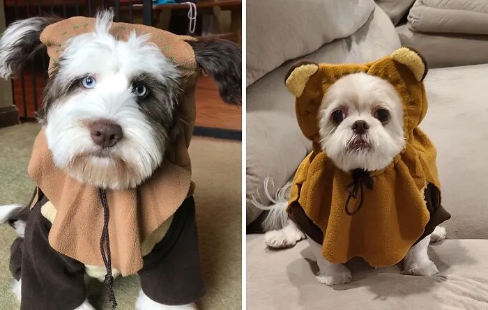 Two cute small dogs wearing Ewok-inspired pet Halloween costumes.