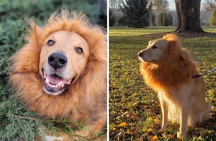 Let Your Pup Unleash Their Inner King Of The Jungle With This Regal   <a Style="Display:inline;" Href="Https://Www.amazon.com/Dp/B00uxvnibe?ascsubtag=%5bartid%7c2164.g.33383101%5bsrc%7c%5bch%7c%5blt%7c%5bpid%7c78f306d5-Ee91-49b9-8455-27817ca4dd86%5baxid%7cfe4bf5ce-4506-45b6-A329-23d2dd67a6f1&th=1&linkcode=ll1&tag=bpswan-20&linkid=11ff8181f5f702812e6ec04c9097ab0a&language=en_us&ref_=as_li_ss_tl" Target="_blank"><span Style="Font: Inherit; Color: #d74b1f;"> Lion's Mane For Dogs</Span>. It's The Mane Event That Will Have All The Neighborhood Pups Roaring With Envy!