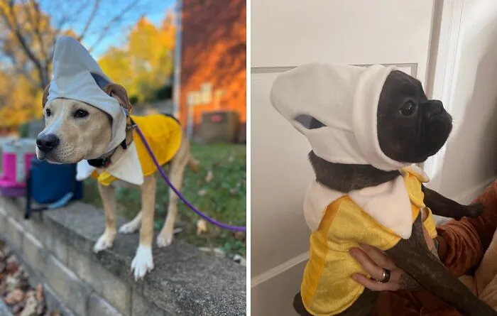 Side-by-side photos of dogs wearing banana costumes as pet Halloween costumes.