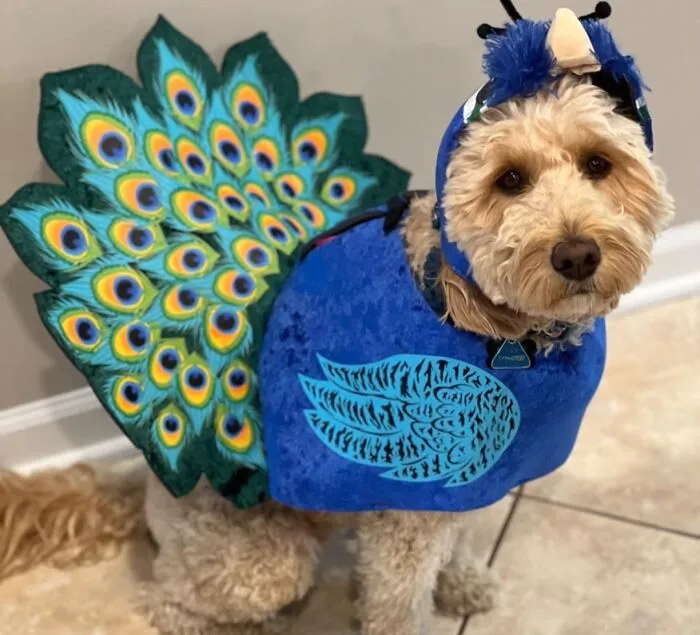 Strut Your Pet's Stuff In A Dazzling   <a Style="Display:inline;" Href="Https://Www.amazon.com/California-Costumes-Collections-Pet20165-Peacock/Dp/B07cyrxwgw?c=ts&dib=eyj2ijoimsj9.lswicwgqrc5oyncy4fhmmcadolbzwjtypijrw-A_swpoohfafd95wmrs5t2aga32e1d7em5hseqzebmcza8wneuvplwgtwclglvwm3aghh_ortb3tinhrumuy7pba_fzmm-Vqr8sfj0m8pwopebyu22qxwckgr992fgqexm7yb9vipheikpqe9dom06lun6nvvoa0dtw50z5f-Pxerjg44ixp99zpaoxb-H497jzssf9d4zg9btl2_9ohf1uuyvqhwuxlgx18x9otxznxfvtqob5nyamn_sjlo4soqfguas.6mheki4j_m_xnixz1vojjznc8ifquwo5z_70v1rgd-4&dib_tag=se&keywords=dog%2bcostumes&qid=1728471063&s=pet-Supplies&sbo=rzvfv%2f%2fhxdf%2bo5021pansa%3d%3d&sr=1-36&ts_id=2975318011&th=1&linkcode=ll1&tag=bpswan-20&linkid=6869581240d33c0dd567ff0a33811d55&language=en_us&ref_=as_li_ss_tl" Target="_blank"><span Style="Font: Inherit; Color: #d74b1f;"> Peacock Costume </Span> - Because Every Dog Deserves Its Day To Be As Proud As A... Well, You Know!
