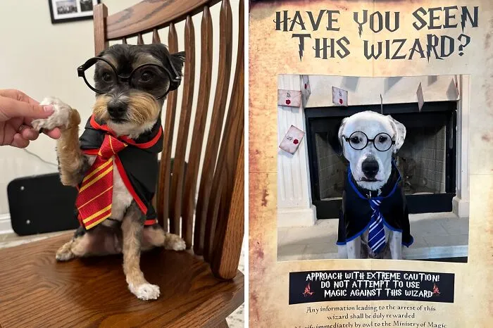 Accio Adorableness! Your Pet Will Work Their Magic In This Enchanting   <a Style="Display:inline;" Href="Https://Www.amazon.com/Coomour-Clothes-Apparel-Costume-Glasses/Dp/B07ykzc8t6?c=ts&dib=eyj2ijoimsj9.lswicwgqrc5oyncy4fhmmcadolbzwjtypijrw-A_swpoohfafd95wmrs5t2aga32e1d7em5hseqzebmcza8wneuvplwgtwclglvwm3aghh_ortb3tinhrumuy7pba_fzmm-Vqr8sfj0m8pwopebyu22qxwckgr992fgqexm7yb9vipheikpqe9dom06lun6nvvoa0dtw50z5f-Pxerjg44ixp99zpaoxb-H497jzssf9d4zg9btl2_9ohf1uuyvqhwuxlgx18x9otxznxfvtqob5nyamn_sjlo4soqfguas.6mheki4j_m_xnixz1vojjznc8ifquwo5z_70v1rgd-4&dib_tag=se&keywords=dog%2bcostumes&qid=1728471063&s=pet-Supplies&sr=1-37&ts_id=2975318011&th=1&linkcode=ll1&tag=bpswan-20&linkid=5695f2bbac4ae351dc1e16cf197c7d54&language=en_us&ref_=as_li_ss_tl" Target="_blank"><span Style="Font: Inherit; Color: #d74b1f;"> Hogwarts Uniform </Span> That's Sure To Have Muggles Spellbound By The Cuteness