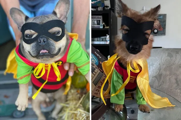 Your Furry Friend Will Be Ready To Fight Crime In Gotham City With This Caped   <a Style="Display:inline;" Href="Https://Www.amazon.com/Comics-Robin-Big-Boutique-Xx-Large/Dp/B01c4k90x6?c=ts&dib=eyj2ijoimsj9.lswicwgqrc5oyncy4fhmmcadolbzwjtypijrw-A_swpoohfafd95wmrs5t2aga32e1d7em5hseqzebmcza8wneuvplwgtwclglvwm3aghh_ortb3tinhrumuy7pba_fzmm-Vqr8sfj0m8pwopebyu22qxwckgr992fgqexm7yb9vipheikpqe9dom06lun6nvvoa0dtw50z5f-Pxerjg44ixp99zpaoxb-H497jzssf9d4zg9btl2_9ohf1uuyvqhwuxlgx18x9otxznxfvtqob5nyamn_sjlo4soqfguas.6mheki4j_m_xnixz1vojjznc8ifquwo5z_70v1rgd-4&dib_tag=se&keywords=dog%2bcostumes&qid=1728471063&s=pet-Supplies&sr=1-43&ts_id=2975318011&th=1&linkcode=ll1&tag=bpswan-20&linkid=d6da206c7c21e603badfeebd31884033&language=en_us&ref_=as_li_ss_tl" Target="_blank"><span Style="Font: Inherit; Color: #d74b1f;"> Robin Costume </Span> - No Utility Belt Required