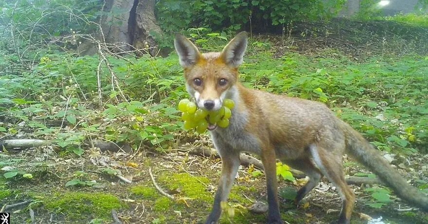 Folks Online Can’t Get Enough Of These 42 Pics Capturing The Cutest And Funniest Animals Ever