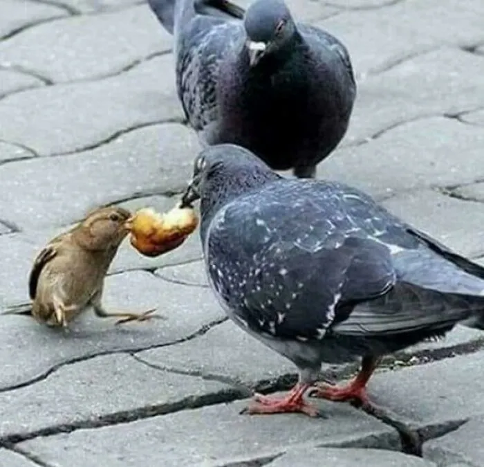Two pigeons on a sidewalk, one eating bread while a smaller bird looks on eagerly, showcasing funny bird behavior.