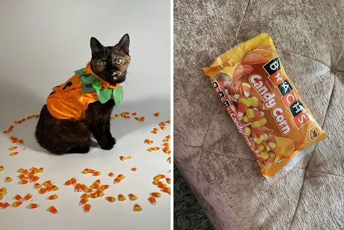 Fuel Your Coworkers' Sugar Highs With A Strategically Placed   <a Style="Display:inline;" Href="Https://Www.amazon.com/Brachs-Classic-Candy-Corn-Bag/Dp/B00uo9szmm?crid=mqvx8h4yx8bw&dib=eyj2ijoimsj9.qkokl6u71-Pnkcp53afjc673oyya8l02ghhmw2xyvzah6z7via2ipbbze0udvnnrsw2ledgplzsplegdf1ll3t3tciwphr89ajnmhhzu5vzq55c9vtuobspt_ypnqeu9sdmw_qusdt7v1yf1uolleblme3bjlwvuph_wcqoo5giokkiye0xdkre7cpy3-Dezodjy_-Ke2pc1wrq_-Fkf35xxwc7l28zgqmjvgpd9caud6cnoklmgm8r9qqsdhdldjzf-Gyrng9twyl_ds33hbi2pnfwk610dl8idwkforuq.x4ydfrfcdkffr82f1r74zdss9ihpusetpqfenis5vxs&dib_tag=se&keywords=halloween+candy+corn&qid=1728485269&sprefix=halloween+candy+cor%2caps%2c208&sr=8-2-Spons&sp_csd=d2lkz2v0tmftzt1zcf9hdgy&psc=1&linkcode=ll1&tag=bppelican-20&linkid=dbb4670141cb9df0a198b23f63e53a4c&language=en_us&ref_=as_li_ss_tl" Target="_blank"><span Style="Font: Inherit; Color: #d74b1f;"> Bag Of Candy Corn</Span>
