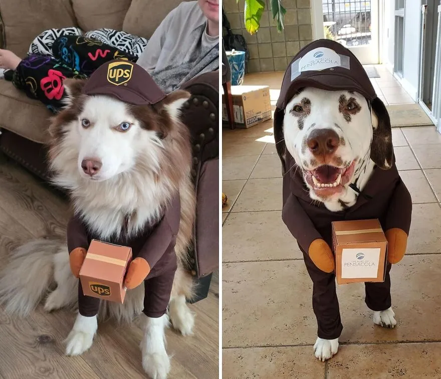 Deliver A Paws-Itively Adorable Halloween Look With The   <a Style="Display:inline;" Href="Https://Www.amazon.com/California-Costume-Collections-Pet20151-Large/Dp/B01e0dxafo?pf_rd_p=eb29a56c-Fb46-4990-Bc38-8ca4ffd9b351&pf_rd_r=djaedm20qpnps12s9cw7&sr=1-11-Bb04dee1-4b25-4e59-A9d0-5eb169eb114f&th=1&linkcode=ll1&tag=bpeagle-20&linkid=91cbd83f495fe93b87b110463618e1a1&language=en_us&ref_=as_li_ss_tl" Target="_blank"><span Style="Font: Inherit; Color: #d74b1f;"> UPS Dog Costume</Span>, A Fur-Tastic Way To Dress Up Your Pup As A Package-Perfect Delivery Driver!