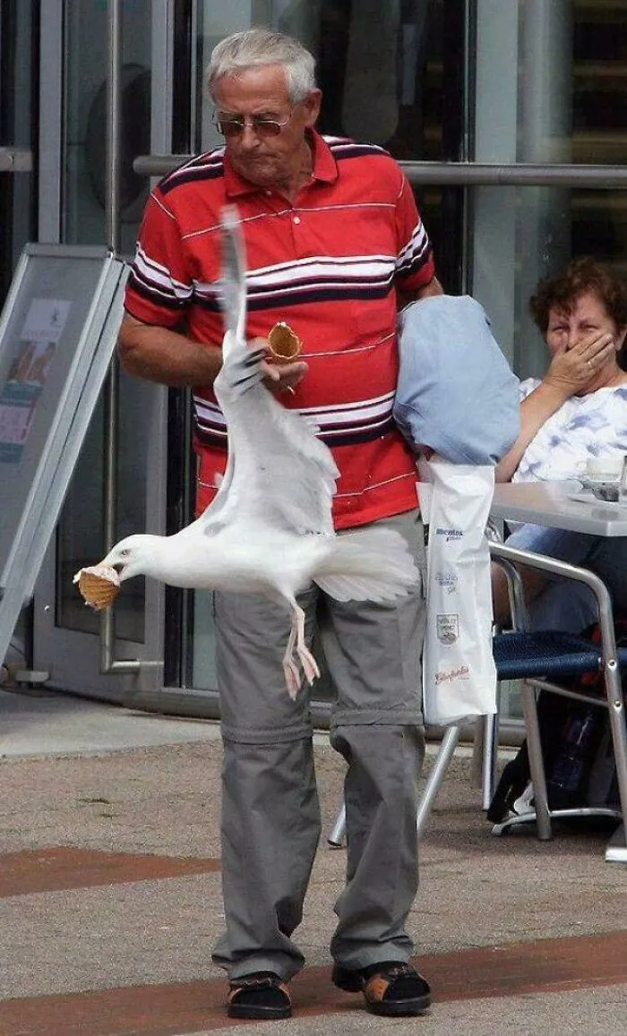 Seagull steals ice cream from an elderly man, illustrating birds being total jerks.