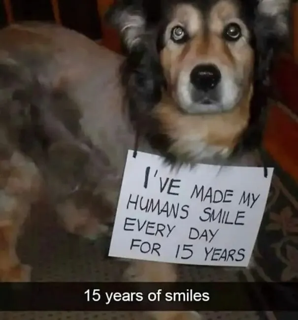 50 Memes That Dog Owners May Find Funny And Relatable