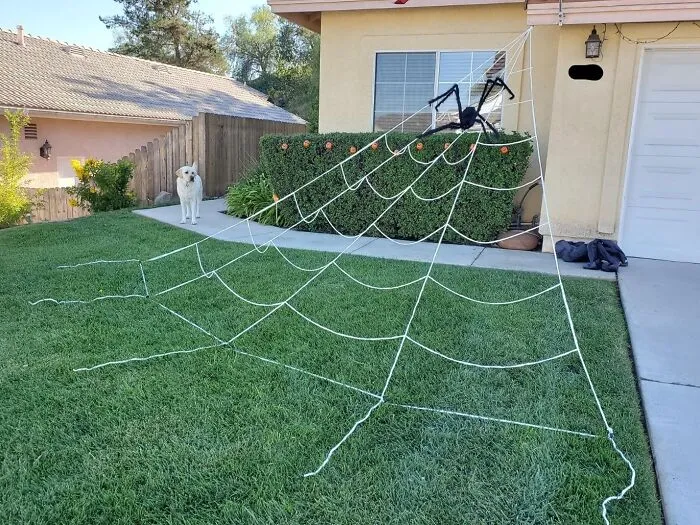 Get Tangled Up In Terror! The   <a Style="Display:inline;" Href="Https://Www.amazon.com/Ocato-Halloween-Decorations-Triangular-Costumes/Dp/B07twf8jz1?ie=utf8&linkcode=ll1&tag=bpcorgi-20&linkid=097dde2b8fa7261f101a97ce238a763b&language=en_us&ref_=as_li_ss_tl" Target="_blank"><span Style="Font: Inherit; Color: #d74b1f;"> Giant Suspension Spiderweb </Span> Ensnares Your Yard In Eerie Elegance