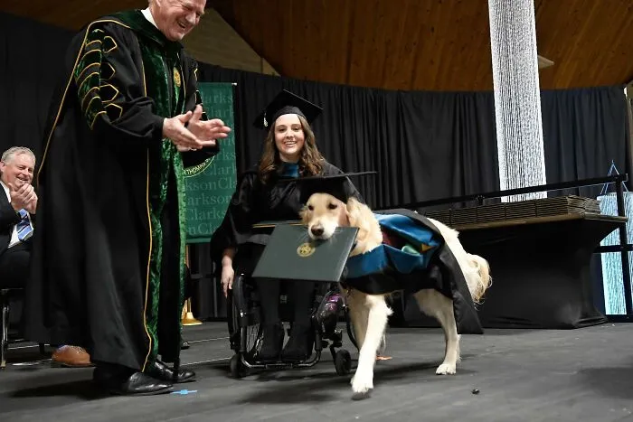 This Service Dog Received His Master’s Degree In Occupational Therapy From Clarkson University After Attending Every Single Class With His Human