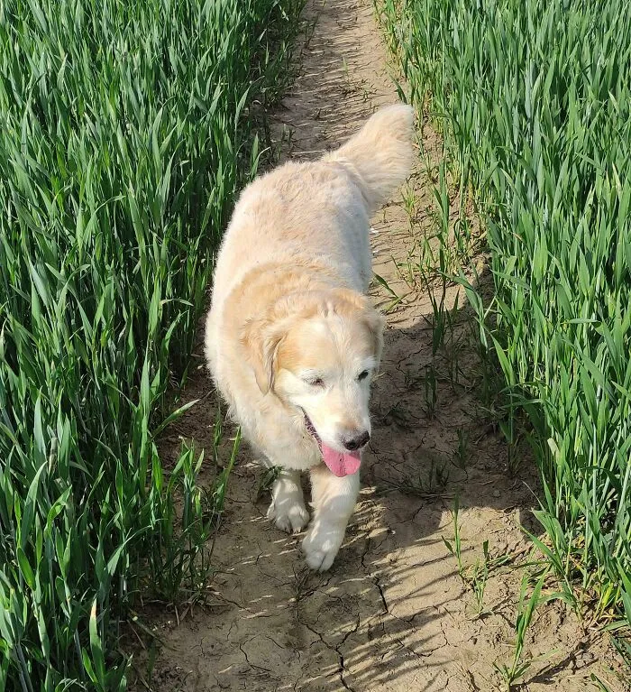 My Golden Retriever Is 17 Today. Still Loving Life