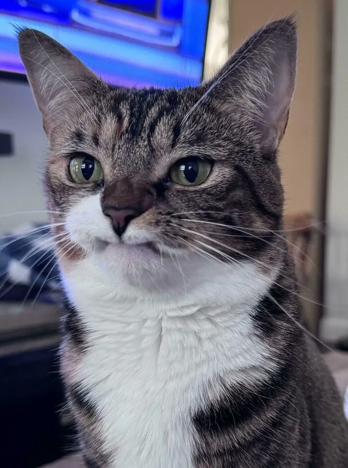 Precious - 1 Year After Her Rise To Fame. Still Making This Face After Losing Her Top 2 Canine Teeth