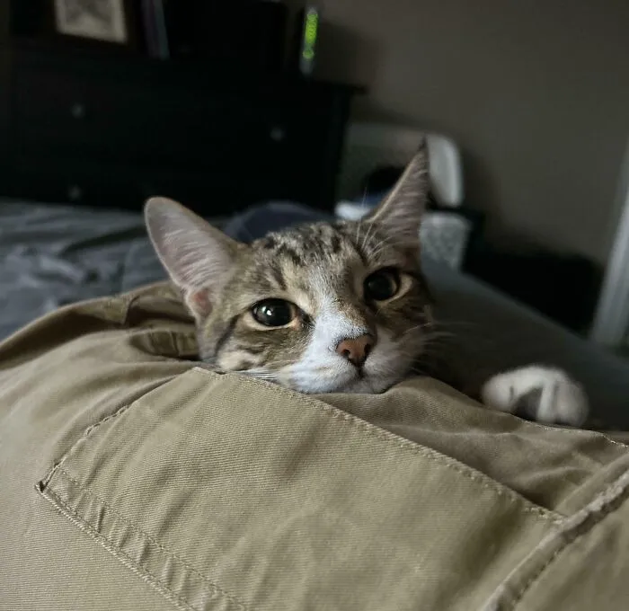 Adopted This Dude A Month Ago And He Won’t Stop Staring At Me